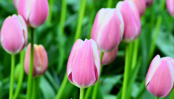 Tulipán Rosa Jardín Holanda — Foto de Stock