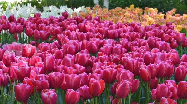 Campo Tulipanes Rojo Cereza Holanda Vieja — Foto de Stock
