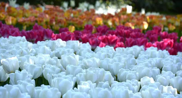 Campo Mixto Flores Tulipán Holanda — Foto de Stock