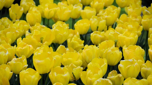 Tulipán Amarillo Jardín Holanda — Foto de Stock