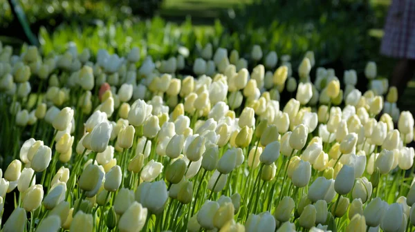 Tulipán Rosa Jardín Holanda — Foto de Stock