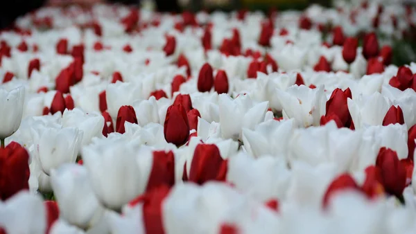 Flores Tulipán Blancas Rojas Jardín Holanda — Foto de Stock