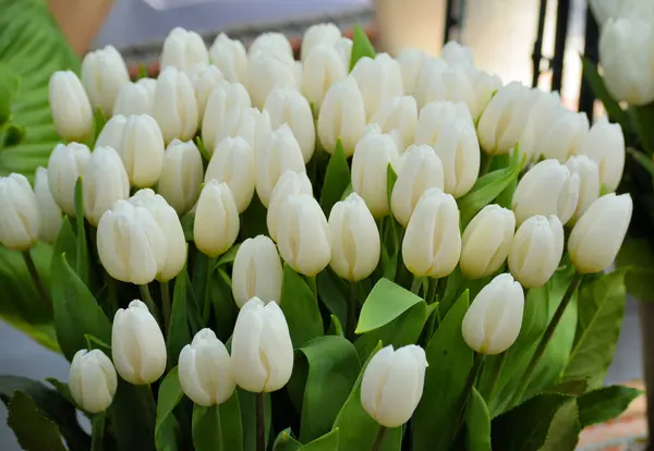 Manojo Tulipán Blanco — Foto de Stock