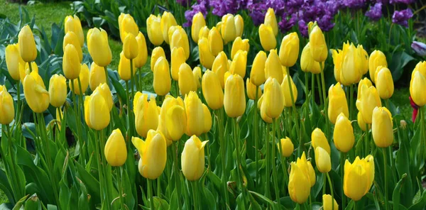 Tulipán Amarillo Archivado Holanda — Foto de Stock