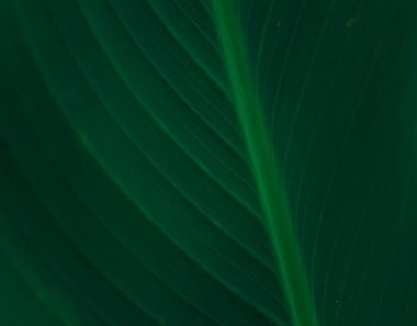 çizgili koyu yeşil yaprak arkaplanı