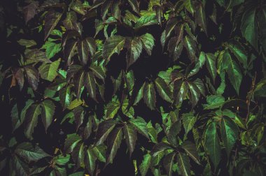 yoğun yeşil yeşillik arkaplanı