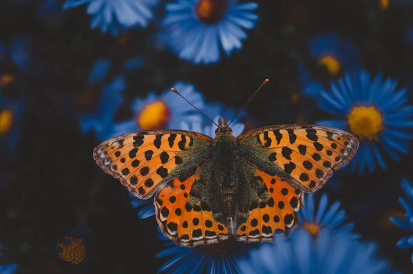 Insect Motley Vlinder Zit Bloemen Behang — Stockfoto