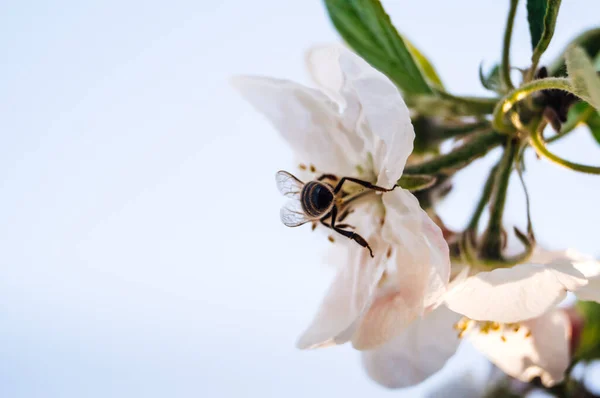 Včelí Hmyz Sedí Bílém Jarním Květu Světlém Pozadí Makro — Stock fotografie