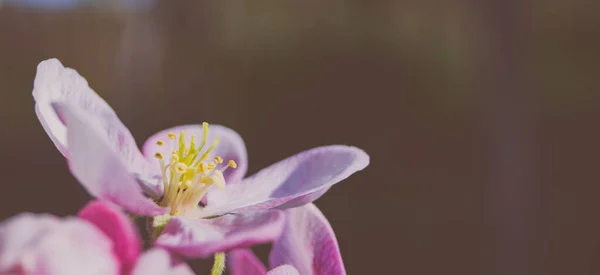 Άνοιξη Ροζ Λουλούδι Μακροεντολή Φόντο — Φωτογραφία Αρχείου