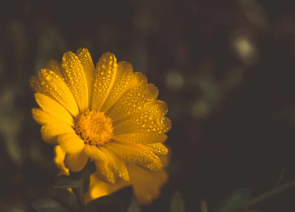 Flor Amarela Com Gotas Orvalho Macro — Fotografia de Stock