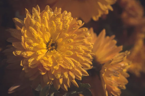 Flor Amarela Com Gotas Orvalho Macro — Fotografia de Stock