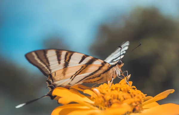 Insect Motley Vlinder Zit Bloemen Behang — Stockfoto