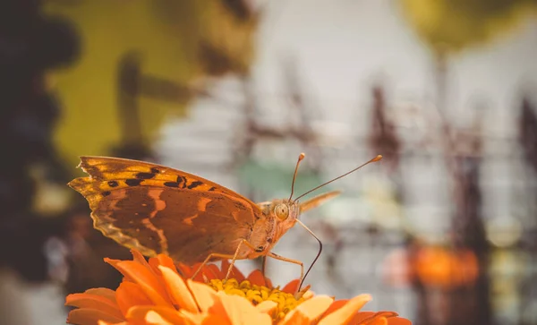 Inseto Motley Borboleta Senta Papel Parede Flores — Fotografia de Stock