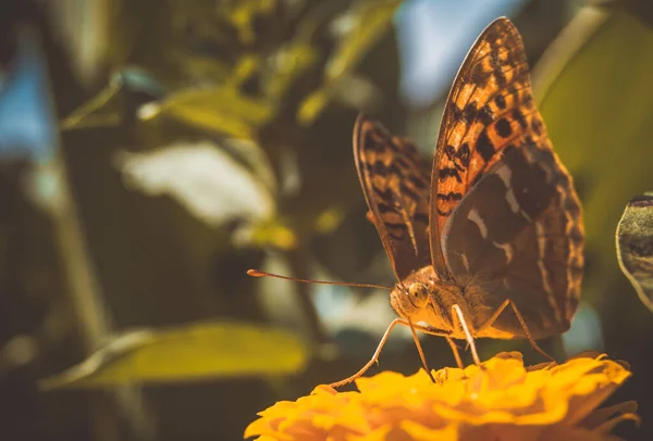 Insect Motley Vlinder Zit Bloemen Behang — Stockfoto