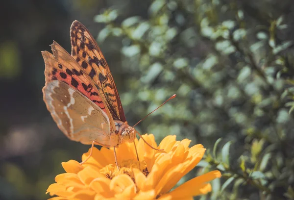 Insect Motley Vlinder Zit Bloemen Behang — Stockfoto