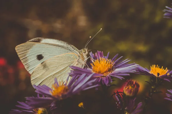 Комаха Строкатий Метелик Сидить Шпалерах Квітів — стокове фото