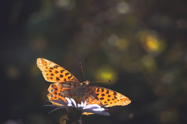 Комаха Строкатий Метелик Сидить Шпалерах Квітів — стокове фото