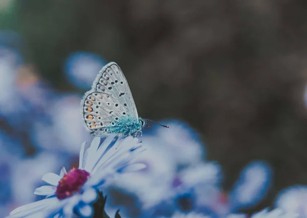 Inseto Motley Borboleta Senta Papel Parede Flores — Fotografia de Stock