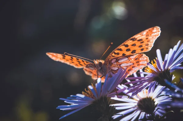 Insect Motley Vlinder Zit Bloemen Behang — Stockfoto