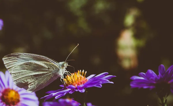 Insect Motley Vlinder Zit Bloemen Behang — Stockfoto