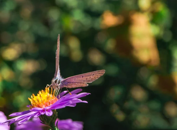 Insect Motley Vlinder Zit Bloemen Behang — Stockfoto