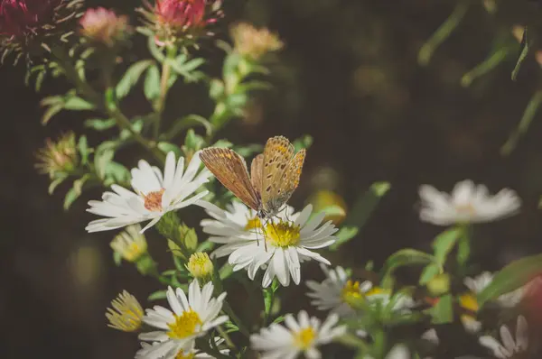 Εντόμων Motley Πεταλούδα Κάθεται Λουλούδια Ταπετσαρία — Φωτογραφία Αρχείου