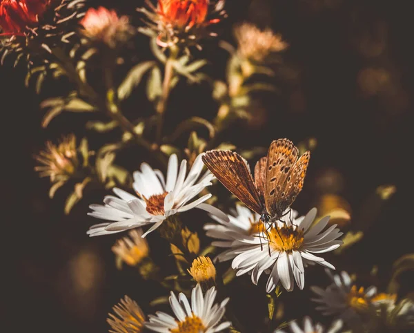 Inseto Motley Borboleta Senta Papel Parede Flores — Fotografia de Stock