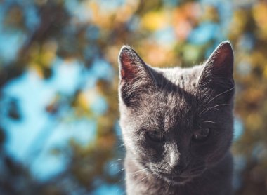 Güneşli bir günde gri bir kedinin portresi