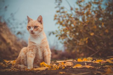 Kırmızı çizgili kedi, bulutlu bir günde sonbahar bahçesinde sarı yapraklarda oturur.