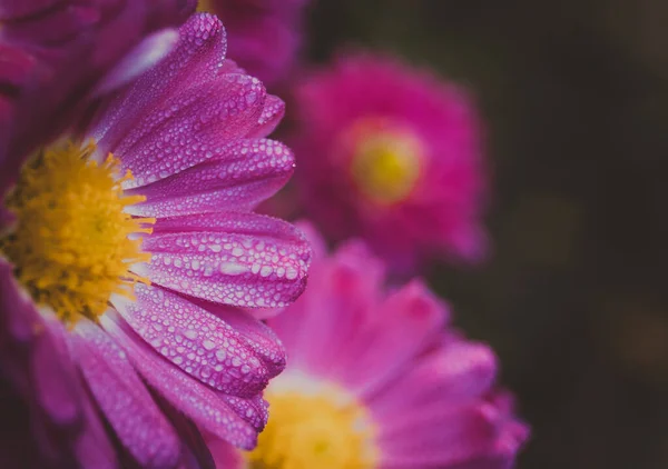 Flor Rosa Lilás Roxo Gotas Orvalho Macro — Fotografia de Stock