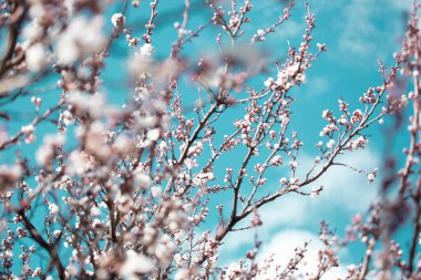 Ağaçtaki güzel bahar çiçekleri