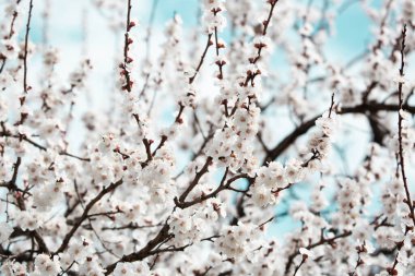 Ağaç dalında beyaz çiçekler