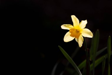 Ağaç dalında beyaz çiçekler