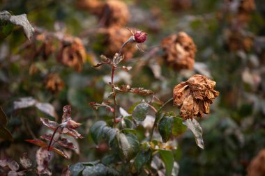 Rose flowers fade on the bush