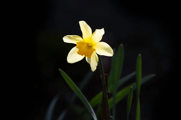 Vita Blommor Trädgren — Stockfoto