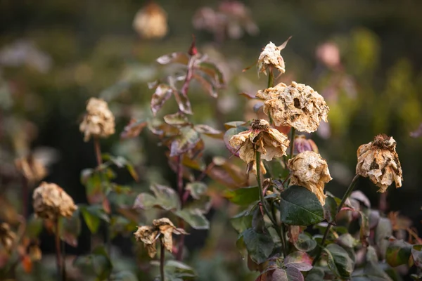 Flores Rosa Desvanecen Arbusto — Foto de Stock