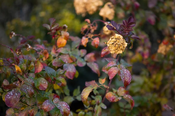 Flores Rosa Desvanecen Arbusto — Foto de Stock