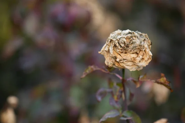 Bunga Mawar Memudar Semak Semak — Stok Foto