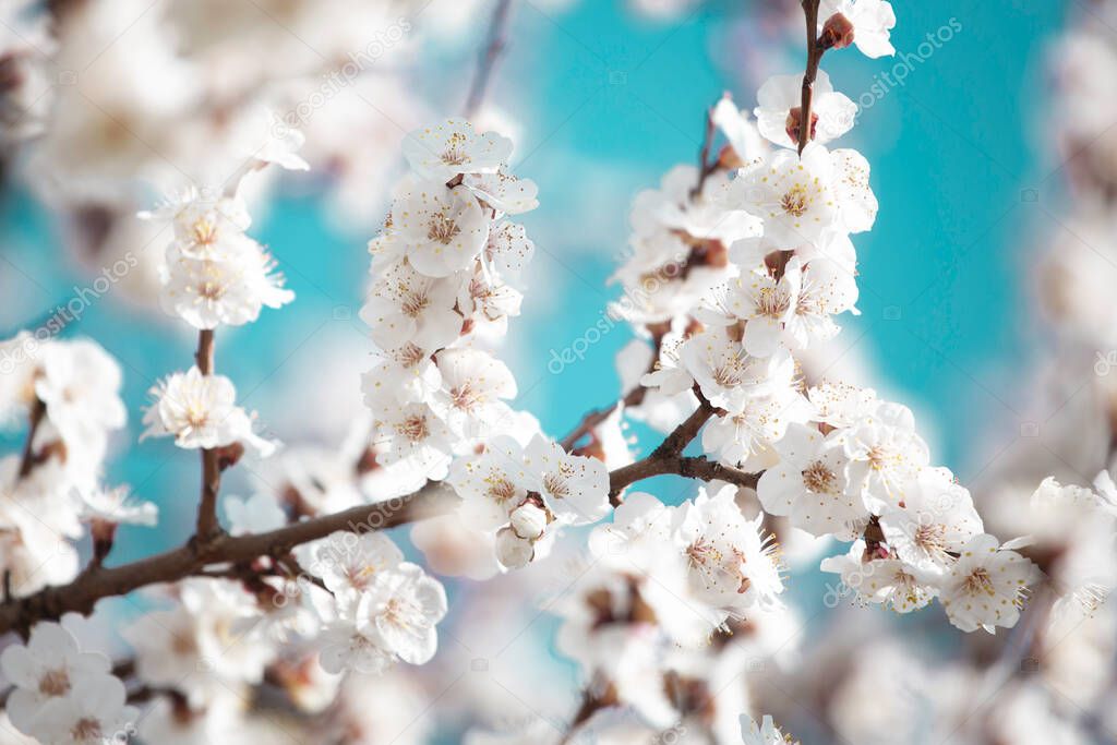 close up of blossoming cherry blossoms