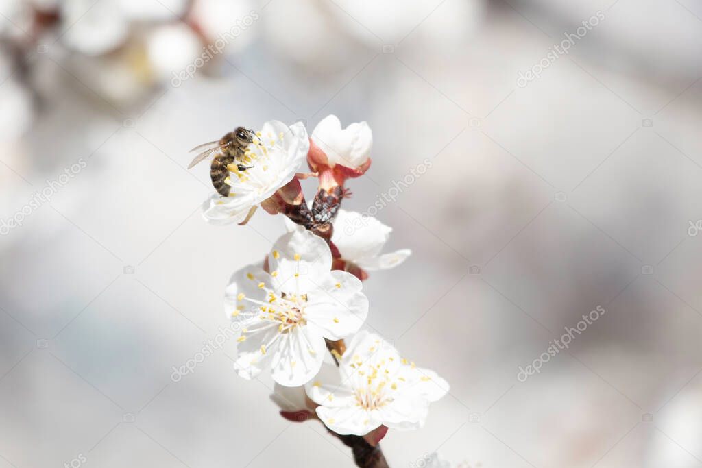 close up of blossoming flowers in spring