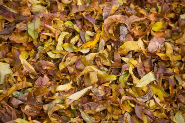 Sonbahar yaprakları, sonbahar bitkileri