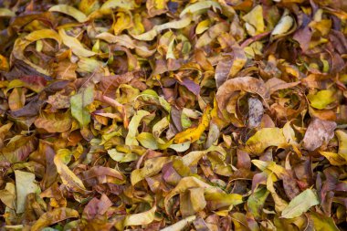 Sonbahar yaprakları, sonbahar bitkileri