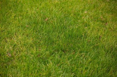 yeşil çimen dokusu arkaplanı