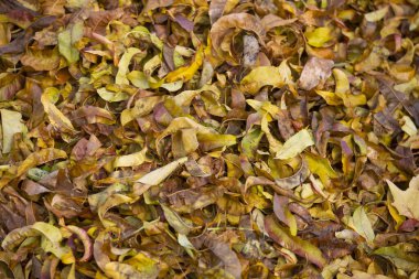 Sonbahar yaprakları, sonbahar bitkileri