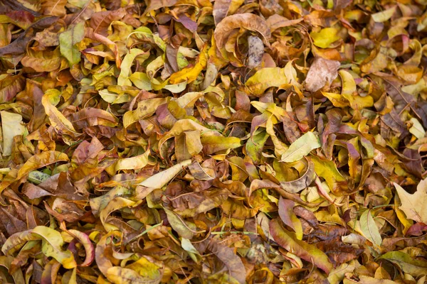 Herbst Blätter Herbst Jahreszeit Flora — Stockfoto