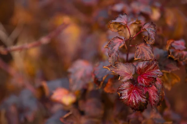 Hojas Otoño Temporada Otoño Flora — Foto de Stock