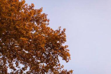 yellow leaves on a tree against a blue sky, autumn background, note