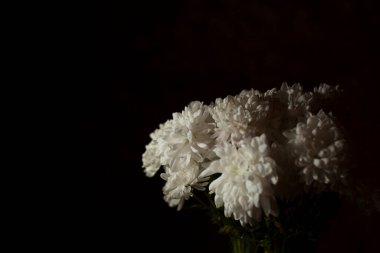 Siyah arka planda izole edilmiş beyaz kasımpatı çiçekleri.