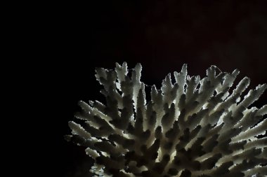 İzole edilmiş siyah arkaplana karşı beyaz mercan maddesinin yakın plan görüntüsü.