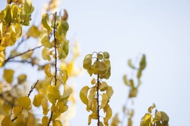 Mavi arka planı olan bir bitkinin sarı yaprakları.